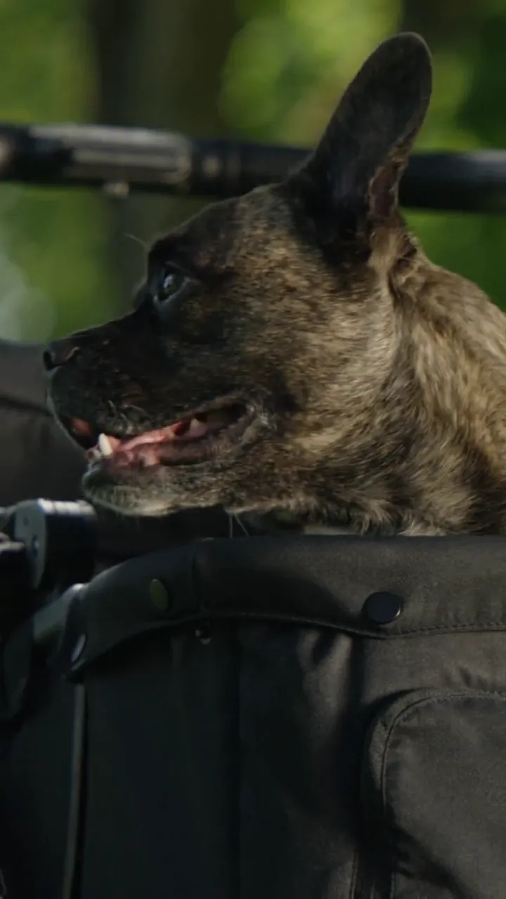 Reel für MOON Dog: Der Moment, den jeder Halter kennt